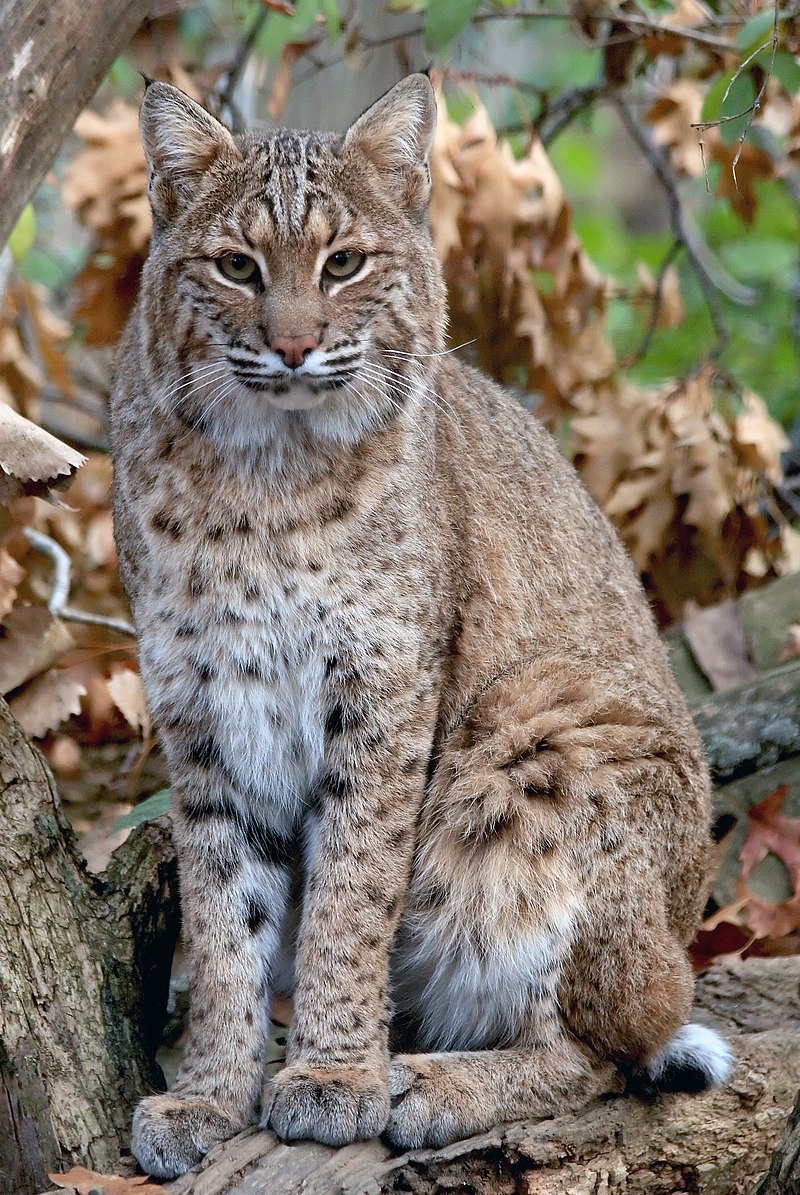 a picture of a bobcat